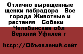 Отлично выращенные щенки лабрадора - Все города Животные и растения » Собаки   . Челябинская обл.,Верхний Уфалей г.